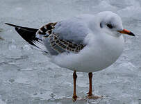 Mouette rieuse