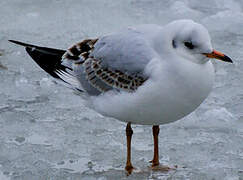 Mouette rieuse