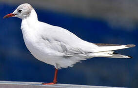 Mouette rieuse