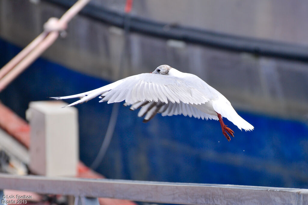 Mouette rieuse