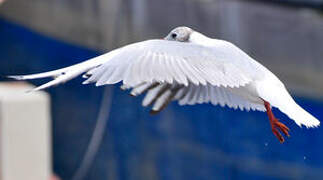 Black-headed Gull