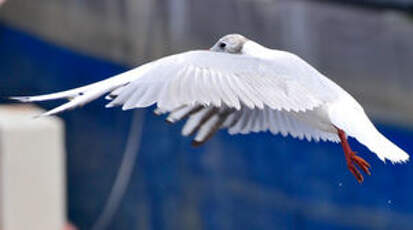 Mouette rieuse