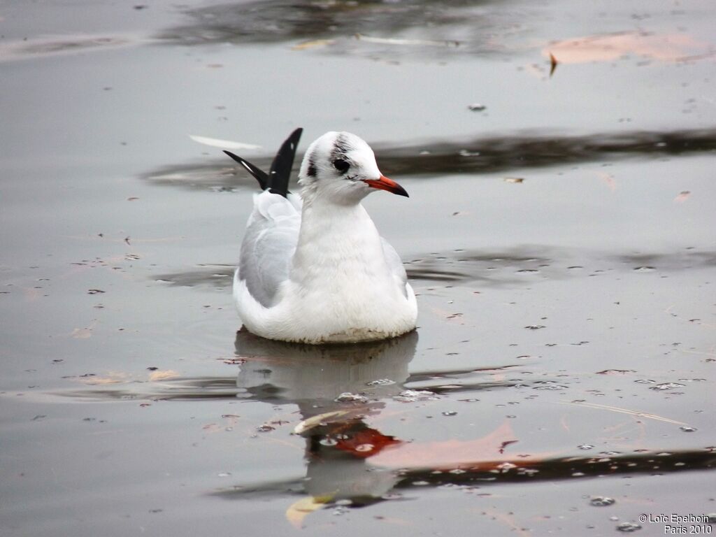 Mouette rieuse