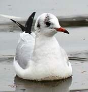 Mouette rieuse