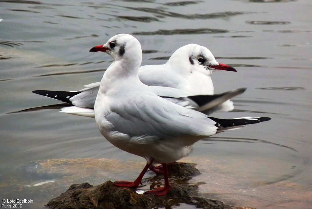 Mouette rieuse