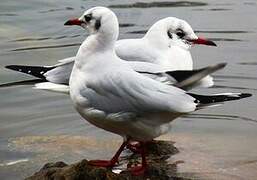 Mouette rieuse