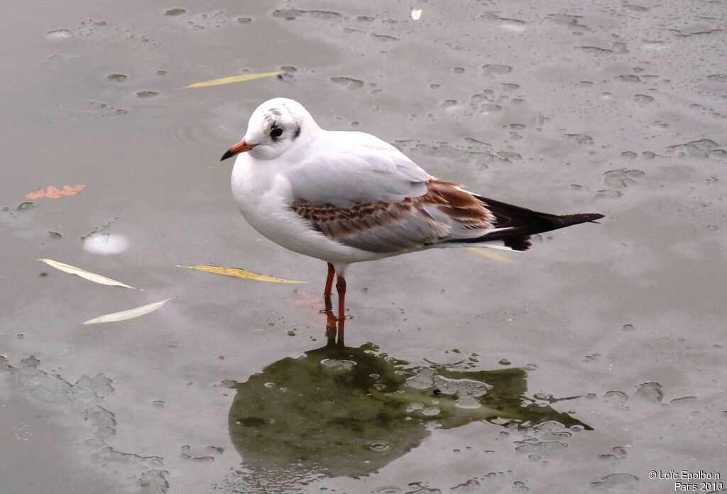 Mouette rieuse