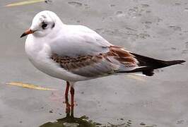 Mouette rieuse