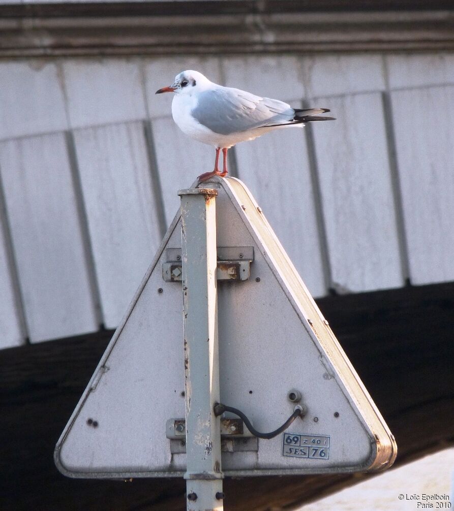 Mouette rieuse