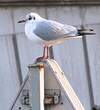 Mouette rieuse