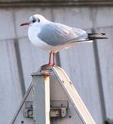 Mouette rieuse