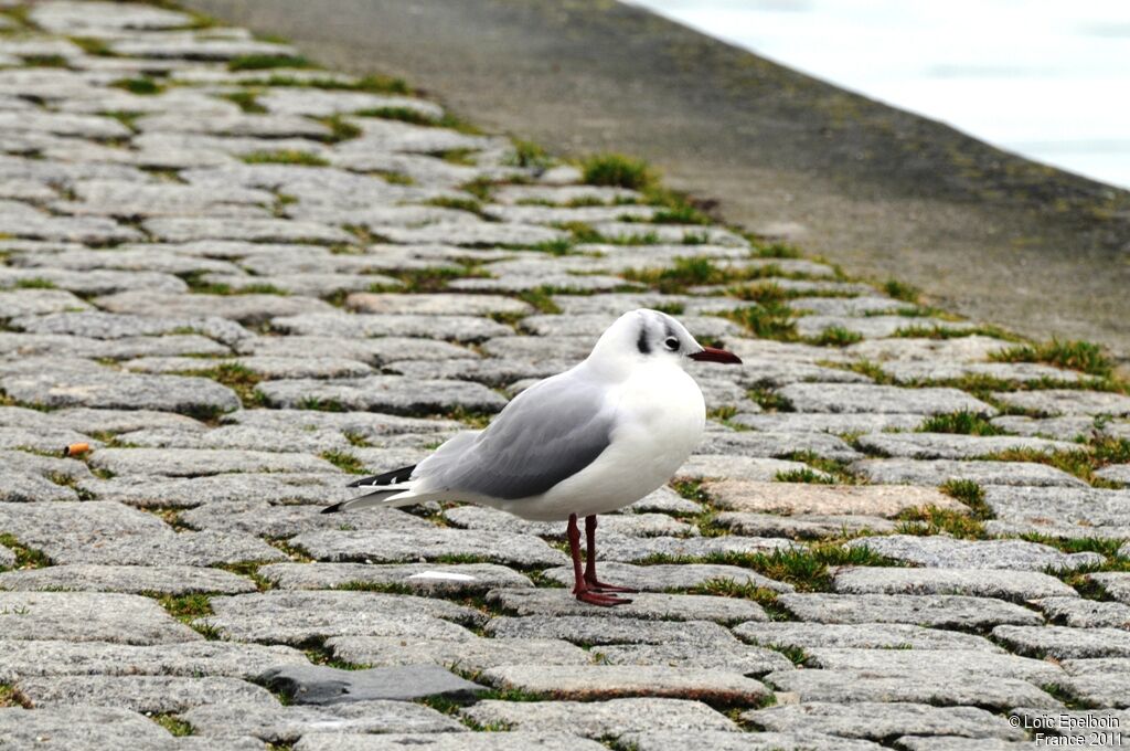 Mouette rieuse