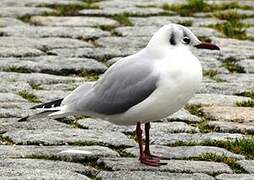 Mouette rieuse