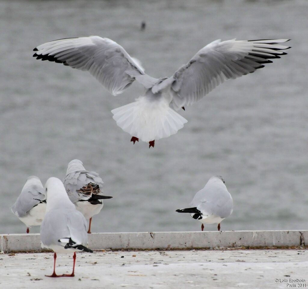 Mouette rieuse