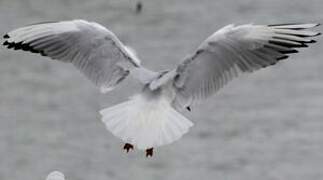 Mouette rieuse