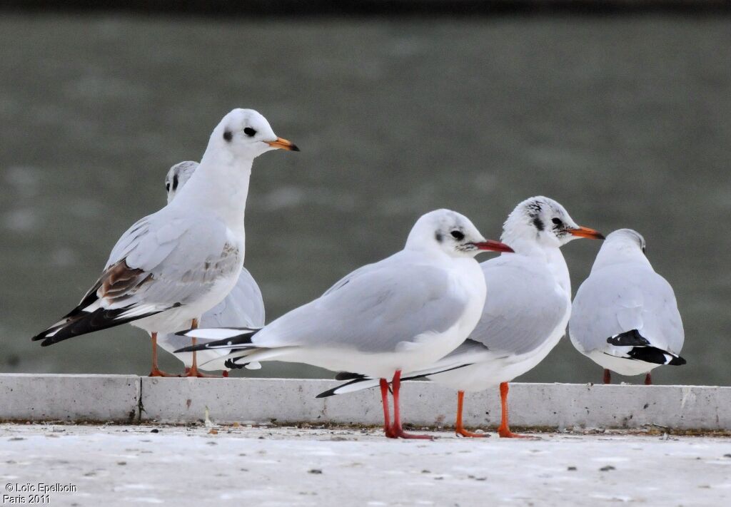 Mouette rieuse