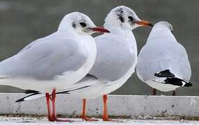 Mouette rieuse