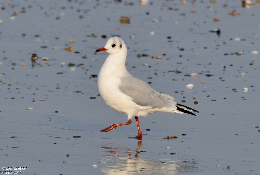 Mouette rieuse