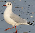 Mouette rieuse