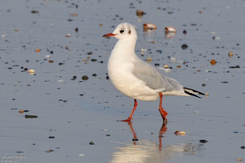 Mouette rieuse