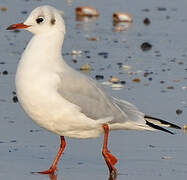 Mouette rieuse