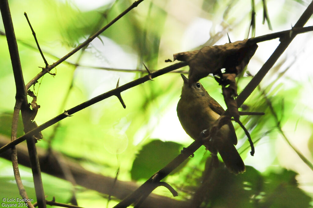 White-flanked Antwren