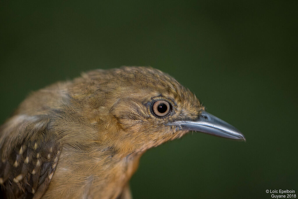 Brown-bellied Stipplethroatadult