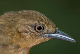 Brown-bellied Stipplethroat