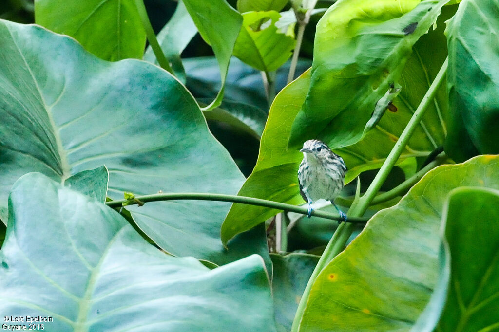 Guianan Streaked Antwren