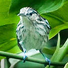 Myrmidon du Surinam