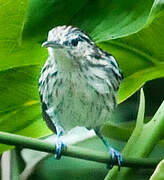 Guianan Streaked Antwren