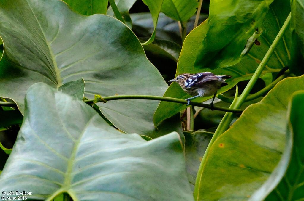 Guianan Streaked Antwren