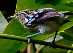 Guianan Streaked Antwren