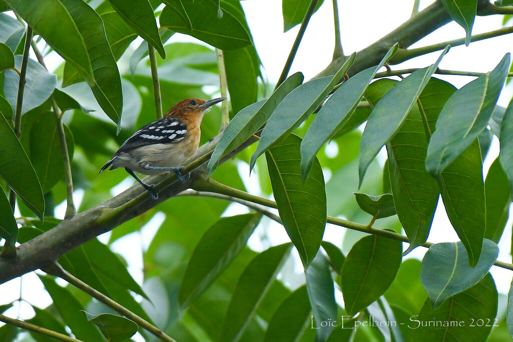 Guianan Streaked Antwren