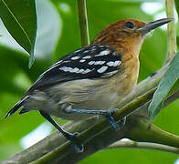 Guianan Streaked Antwren