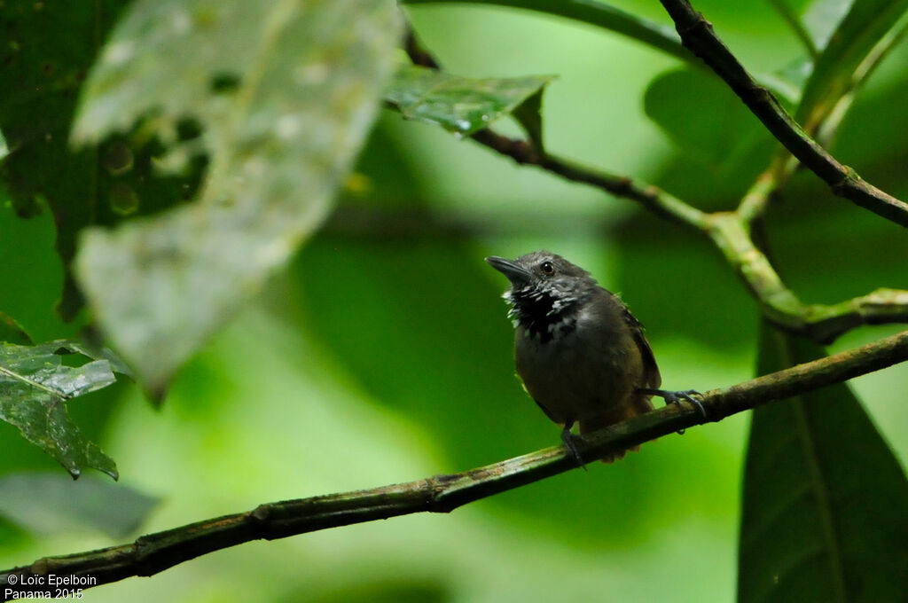 Checker-throated Stipplethroat