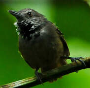 Checker-throated Antwren