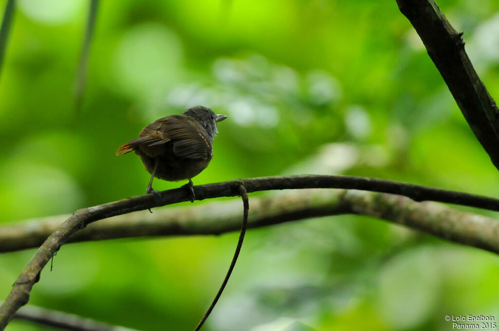 Checker-throated Stipplethroat