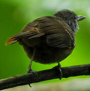 Checker-throated Antwren