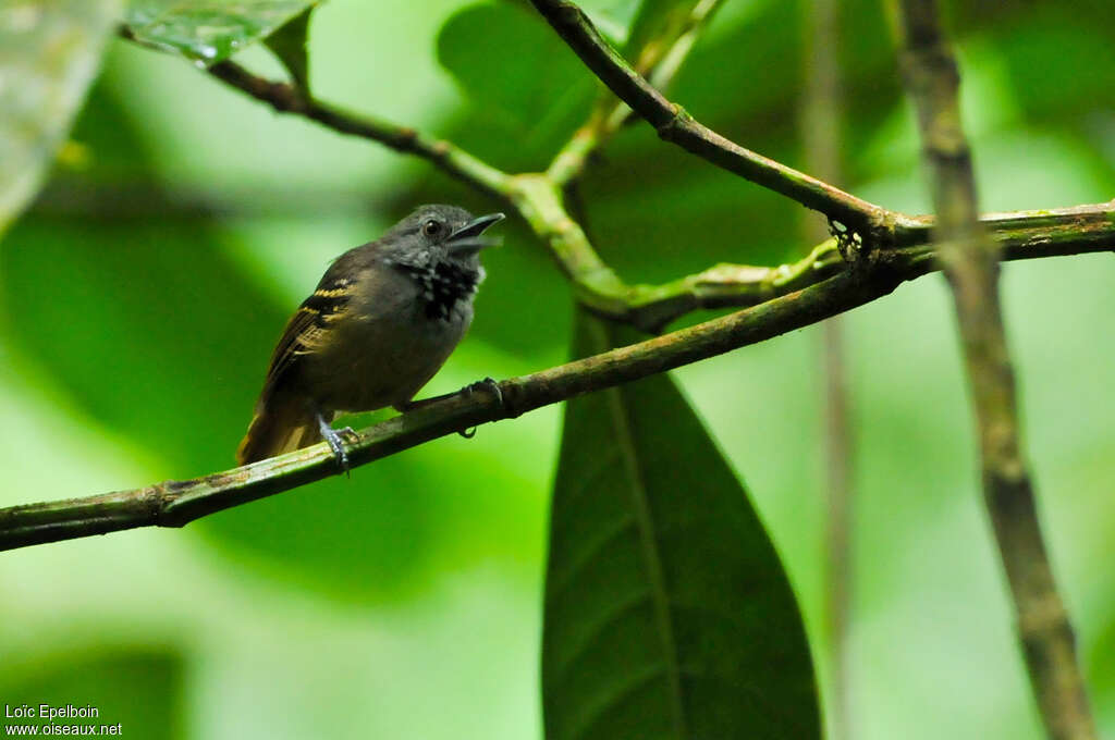 Checker-throated Stipplethroat male adult, identification