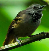 Checker-throated Stipplethroat