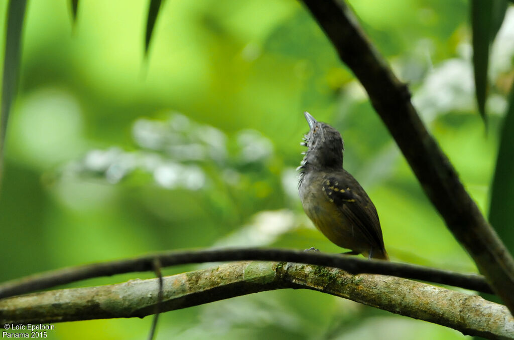 Checker-throated Stipplethroat