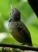 Checker-throated Antwren