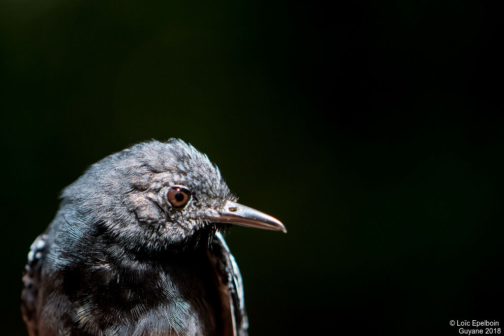 Long-winged Antwren