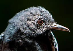 Long-winged Antwren