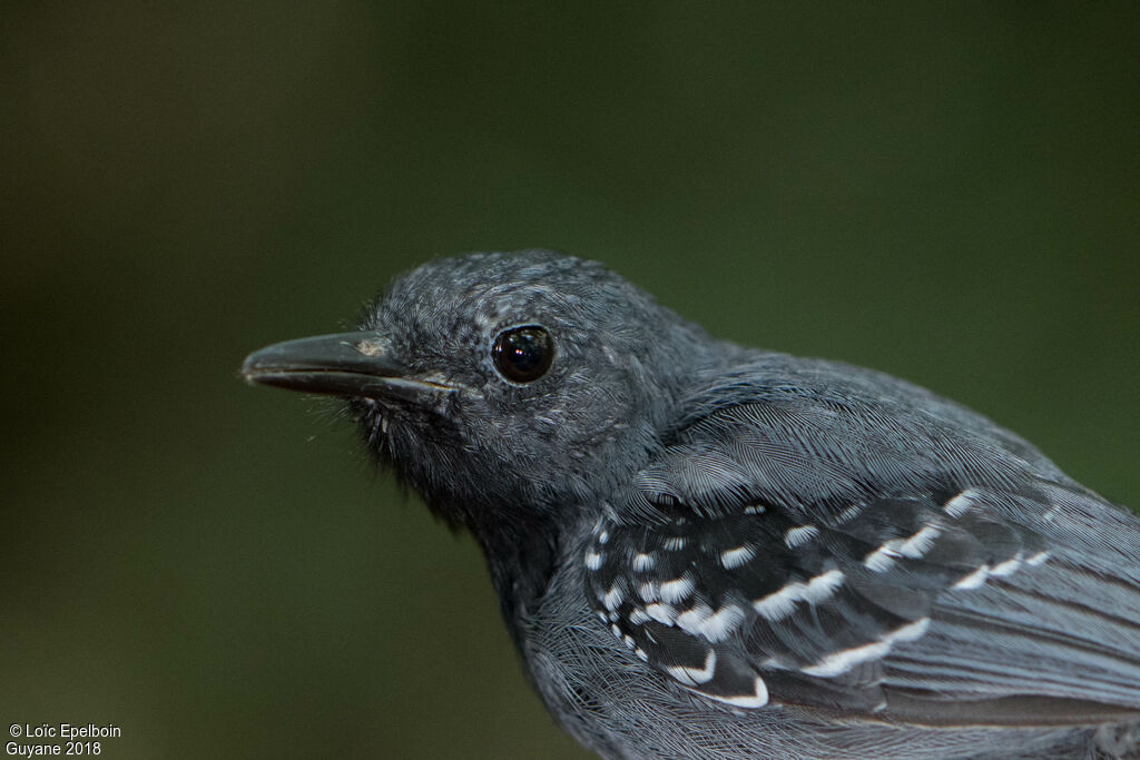 Long-winged Antwren male adult