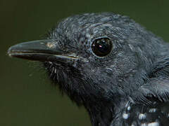 Long-winged Antwren