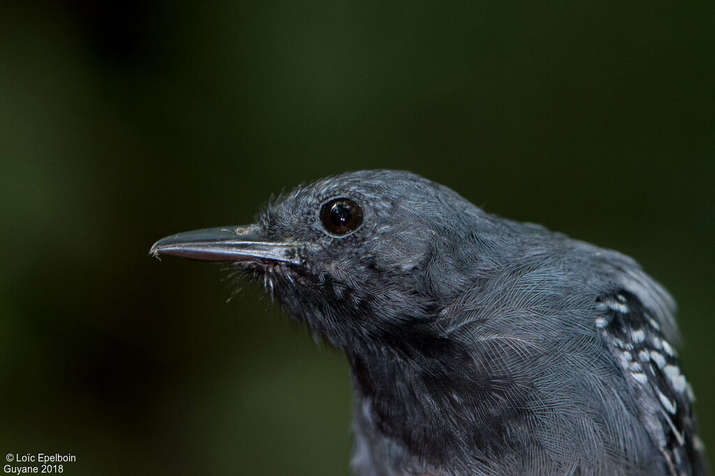 Long-winged Antwren male adult