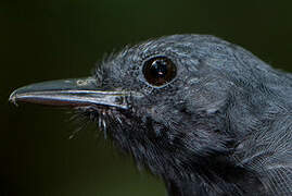 Long-winged Antwren