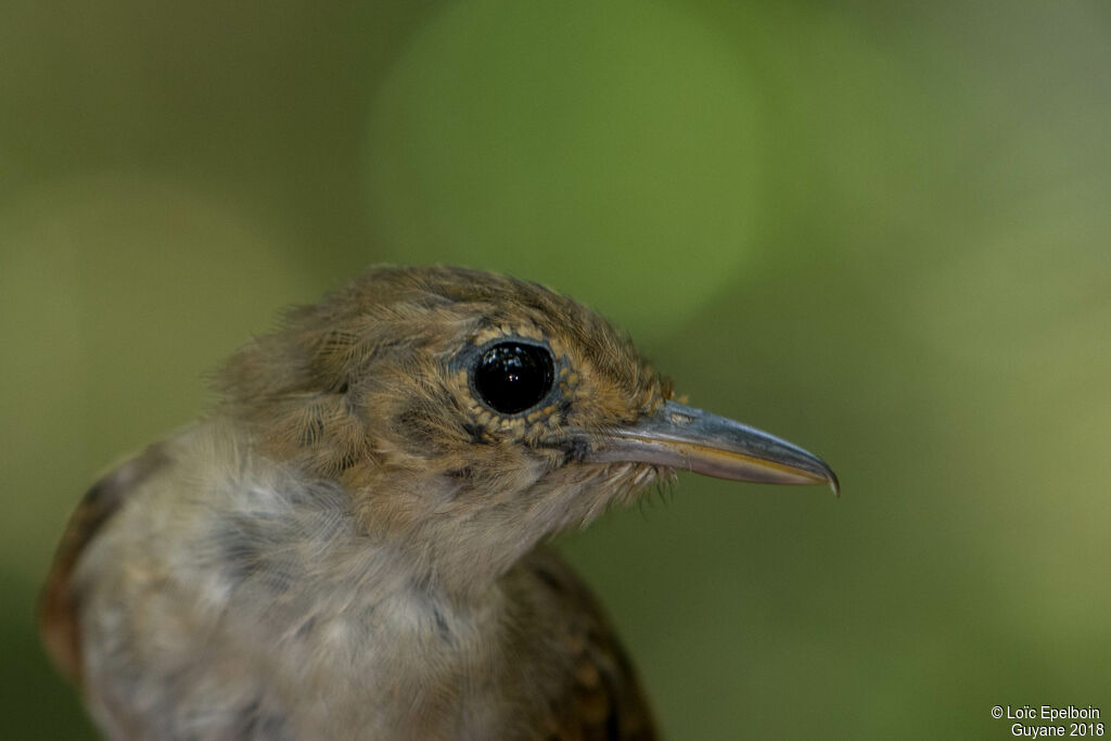 Long-winged Antwren female adult